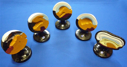 Frog Embryology Set
