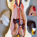 Rat Model General Dissection