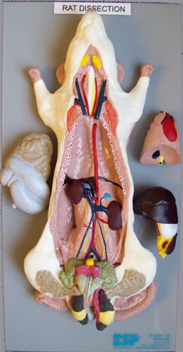 Rat Model General Dissection