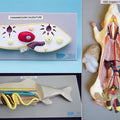 Rat Model / Fish Model / Paramecium Model - Set of 3