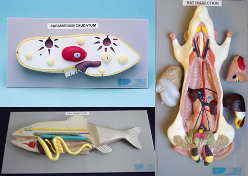 Rat Model / Fish Model / Paramecium Model - Set of 3