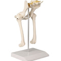 Canine Hip