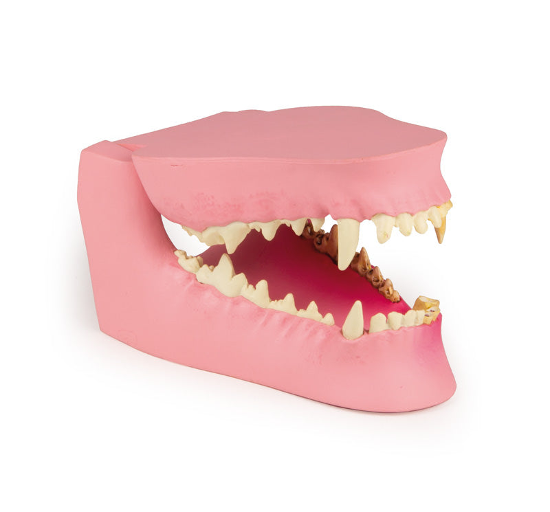 Canine Jaw Healthy & Diseased