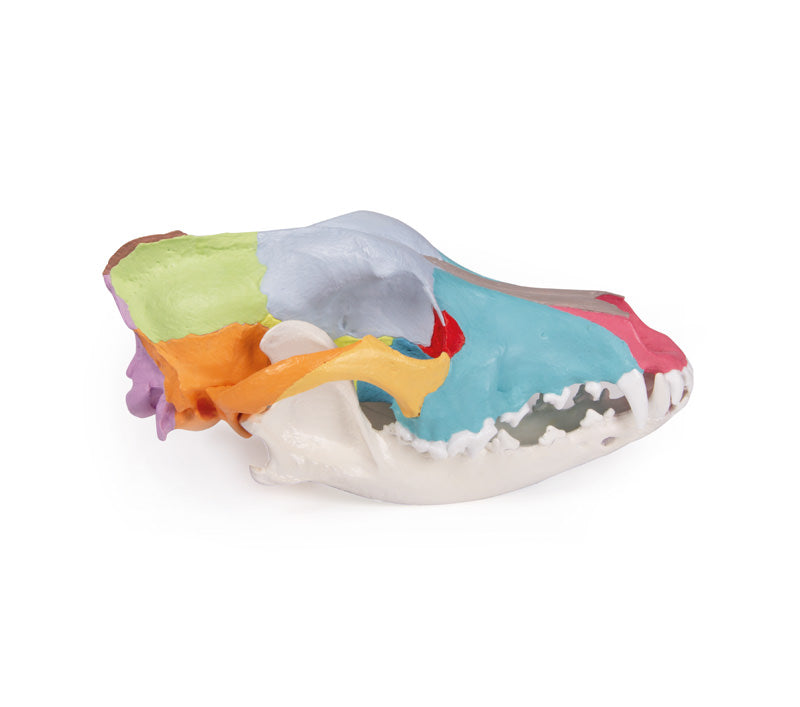 Dog Skull with Didactic Painting