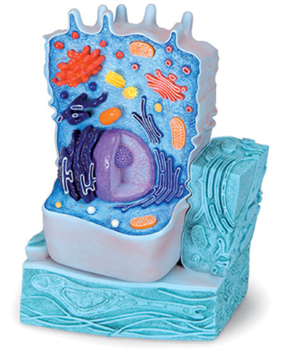 Animal Cell Model