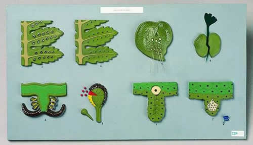 Fern Life Cycle Model