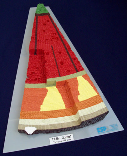 Woody Dicot Stem (Tilia) Model