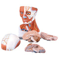Head and Neck Musculature, 5-Part