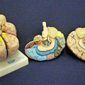 Brain, 2 Part, Life Size, Coloured