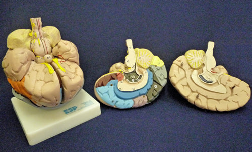 Brain, 2 Part, Life Size, Coloured