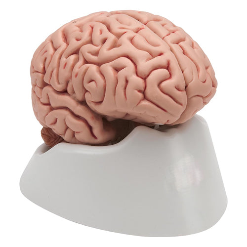 Brain, Life-Size, 5-Part