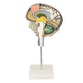 Brain Section