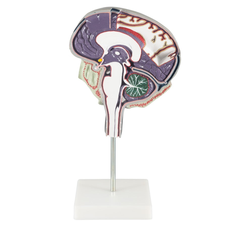 Cerebrospinal Fluid Circulation
