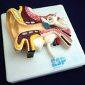 Life Size Ear