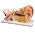 Ear Model, 4 Part