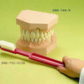 Upper and Lower Teeth Set with Giant Toothbrush