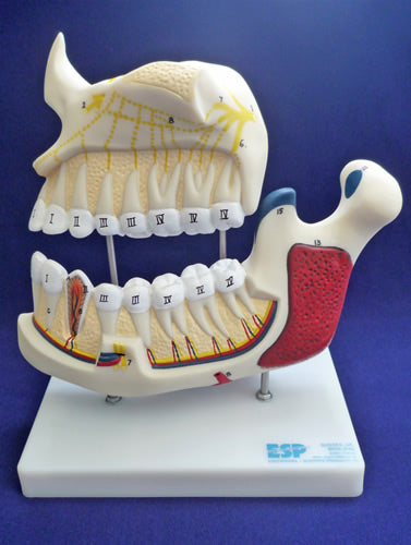 Upper and Lower Jaw Model