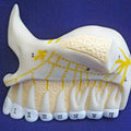 Upper Jaw
