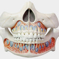 Deciduous Teeth Model, Life Size