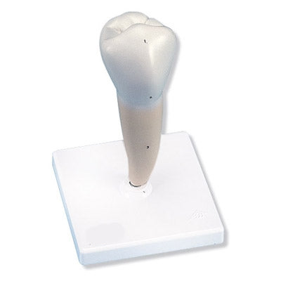 Lower Premolar Tooth