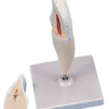Incisor Tooth