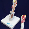 Larynx