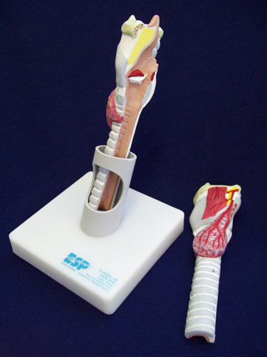Larynx