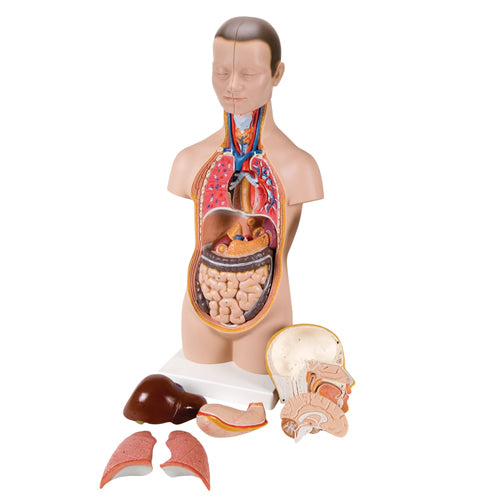 Torso, Half Size, With Head