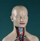 Head For Half Size Torso