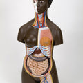 African Dual Sex Torso with Head, 24 Part