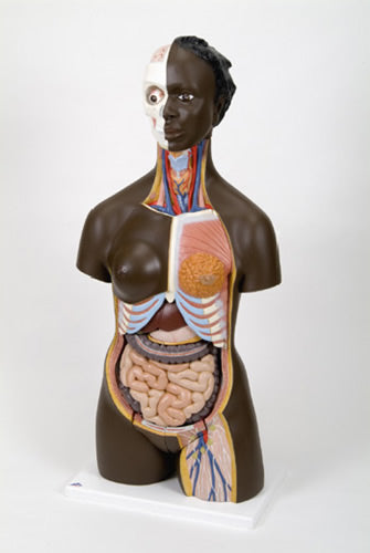 African Dual Sex Torso with Head, 24 Part