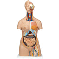 Female Torso 20 Parts, With Head - Anatomical Model