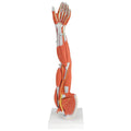 Muscular Arm