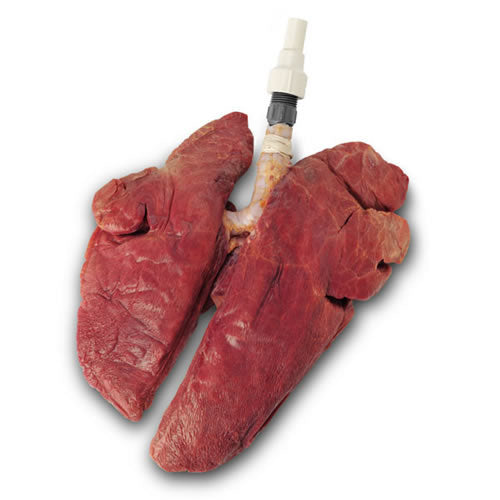 BioQuestÂ® Inflatable Lungs - Inflatable Swine Lungs