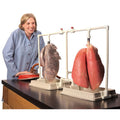 BioQuestÂ® Dual Lungs Comparison Kit