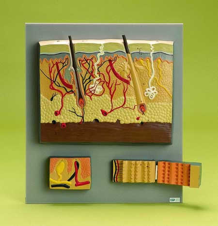 Skin,4-Part Model