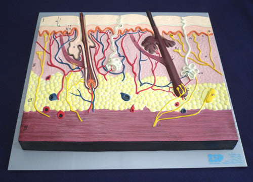 Skin Section