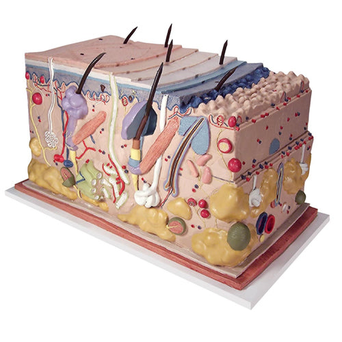 Skin Block Model, 70x Life Size