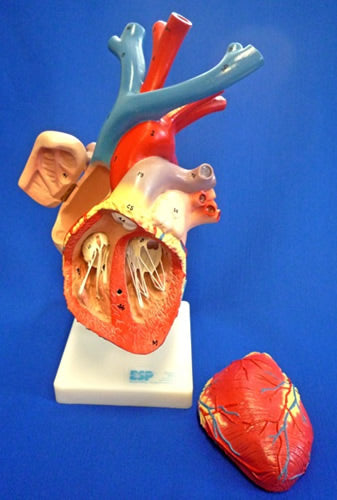 Heart Enlarged, Flexible Model, Numbered