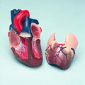 Heart Life Size