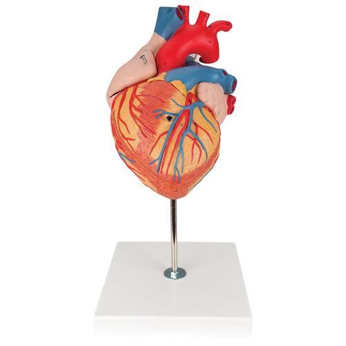 Heart, Twice Life-Size, 4 Part