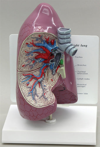 Lung - Budget Model