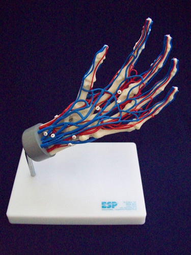 Vascular Hand
