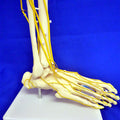 Neuro Foot
