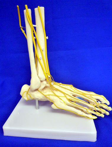 Neuro Foot