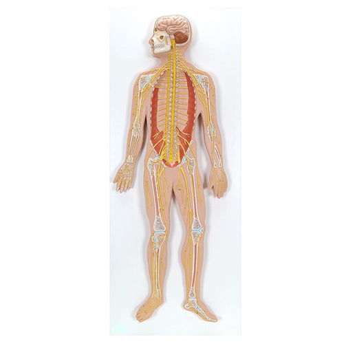 Nervous System 1/2 Size