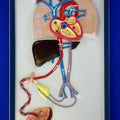 Foetal Circulation