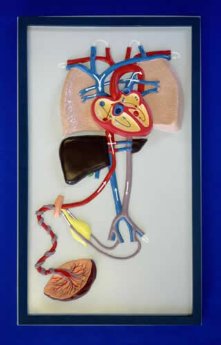 Foetal Circulation