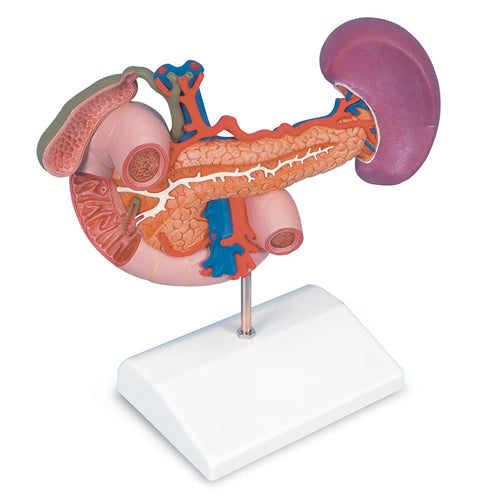 Pancreas & Duodenum