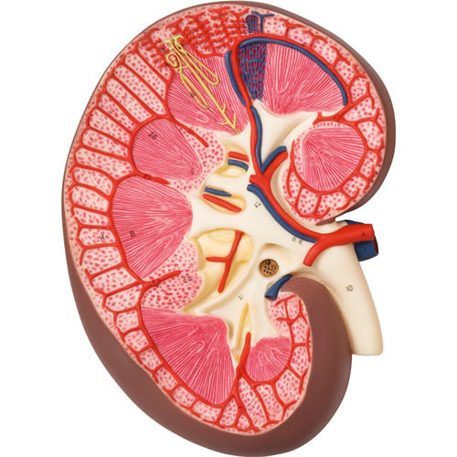 Kidney Section